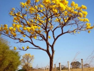 ipe-amarelo-cascudo-20150109174629